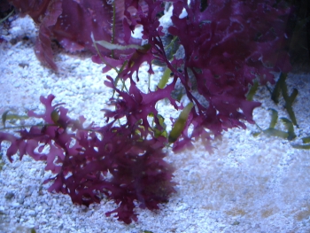  Fauchea Iacinita (Red Seaweed)